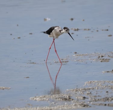 The Black- winged stilt