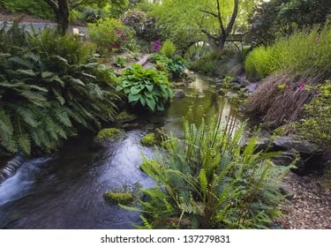 A bog garden