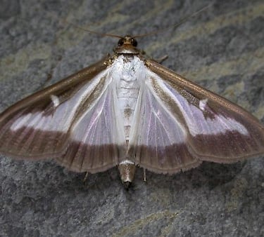 Box tree moth