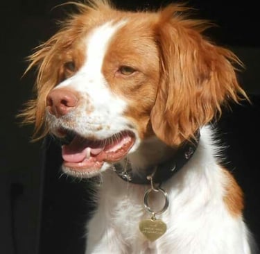 A Breton Spaniel :the commonest hunting dog around here.