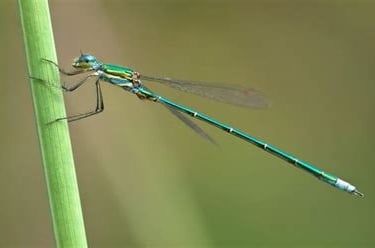 A damsel flie