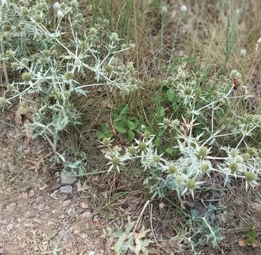 Sea Holly 