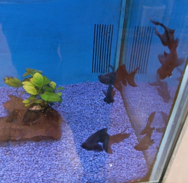 Jet black fish