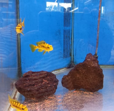 Weird and wonderful fish