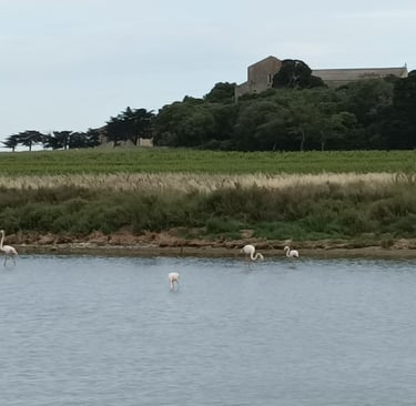 Flamingoes at Maguelone