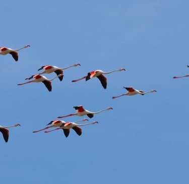 Flamingoes