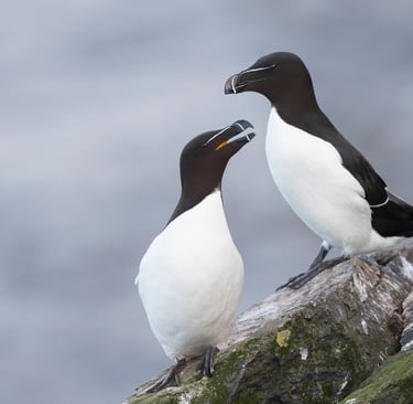 Genuine  Pingouins tordas, (or Razorbills)