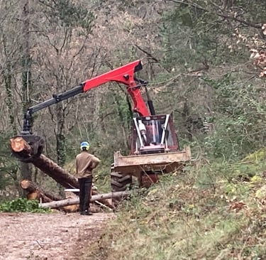 Handling the felled trees