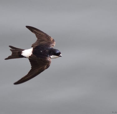 The house martin.