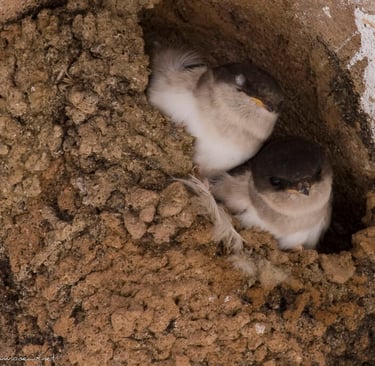 House martin fledglings in their nest under the eaves.