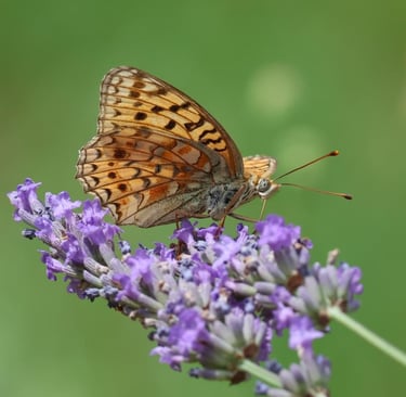 Fritillary