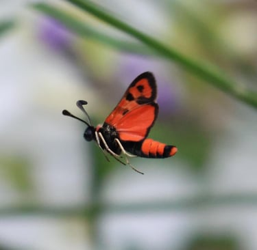 The Burnet moth