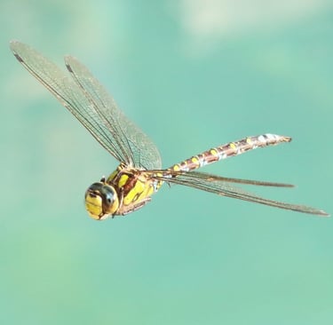 Gold Ringed Dragonfly