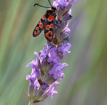 The burnet moth