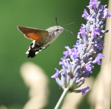 The Hummingbird Hawkmoth