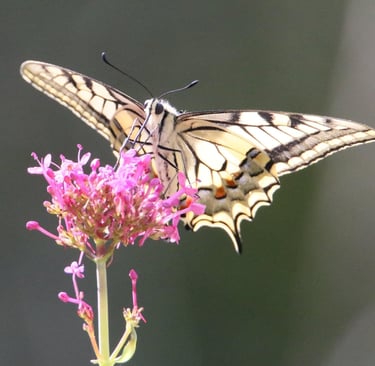 A swallowtail butterfly in summer. time