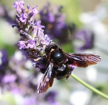 The carpenter Bee