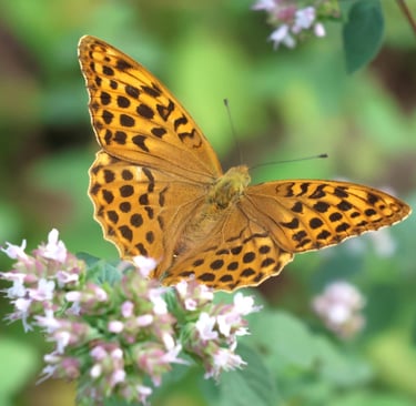 A Fritillary