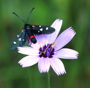 The Burnett Moth