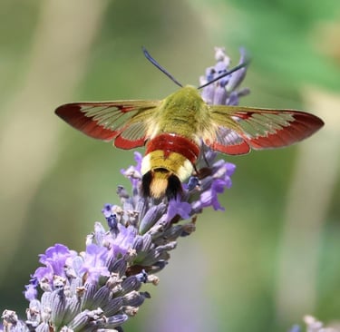 Broad bordered bee hawk moth