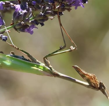 Praying Mantis