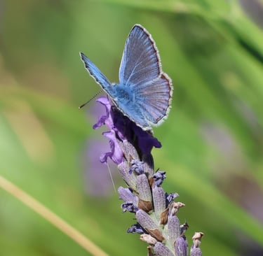 The tiny common blue