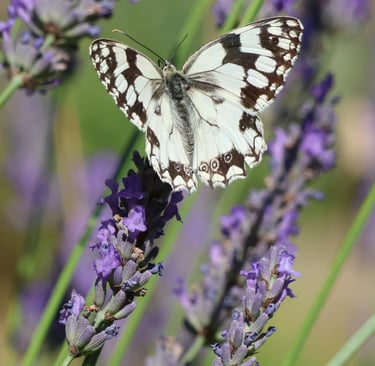 Marbled white butterfly