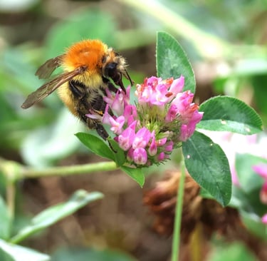 Carder Bee