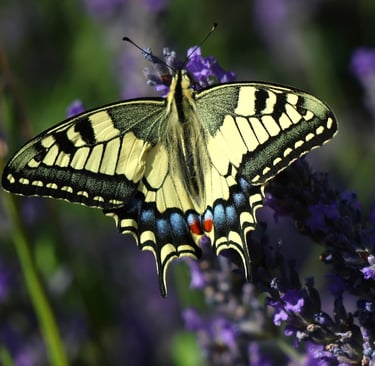The Swallowtail butterfly