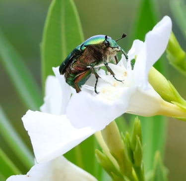 Possibly a Common Green June Beetle