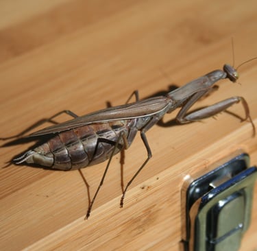 Praying Mantis