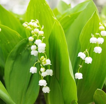 Muguet, or Lily of the Valley