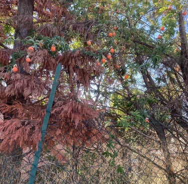 Ripe loquats...overhanging fruit!