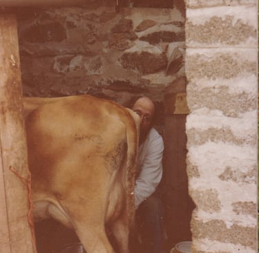 Mildred in the milking shed