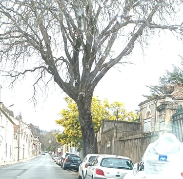Mimosa blooming in a Lodeve street