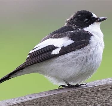 A stock image of the European pied flycatcher