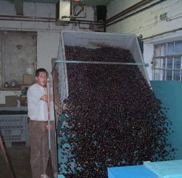Processing the Olive Crop