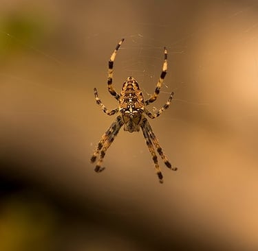An orb weave spider awaits its prey.