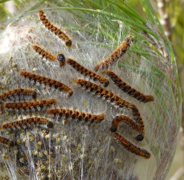 Procesionary moth caterpillars