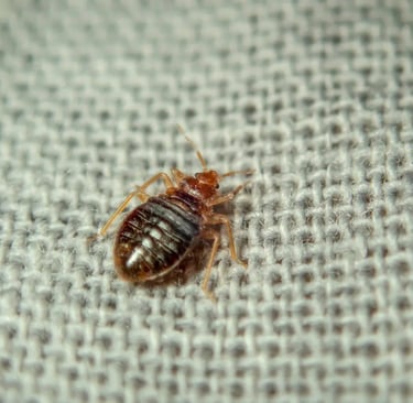 Bed bug