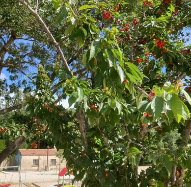 Cherry trees growing wild by the stade.