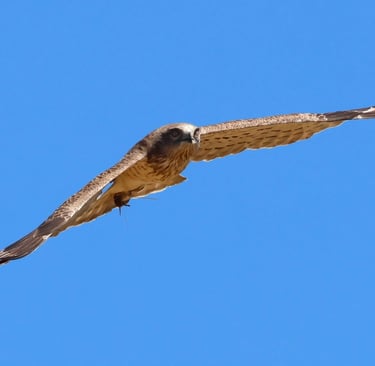The short toed snake eagle