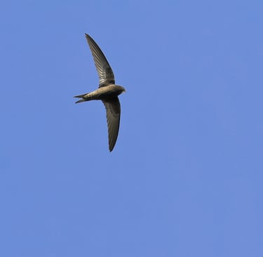 A Swift