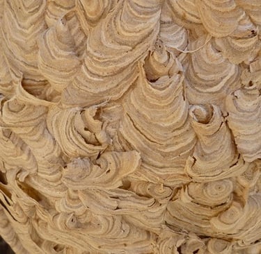 Wasps make their nests from chewed up wood. Amazing!