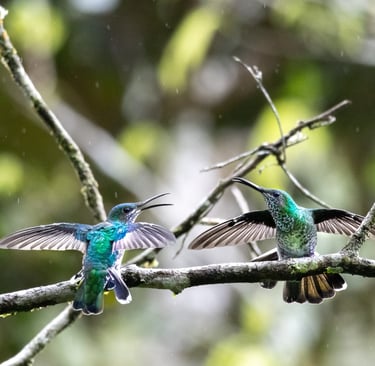 Two vibrant green and blue hummingbirds with wings spread perched on a mossy branch in a rainforest.