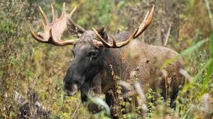 Elan, chasse, animaux sauvages