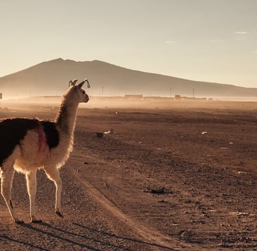 Lama devant un volcan en Bolivie