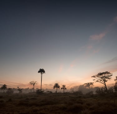 Savanes à l'aube - Guatemala