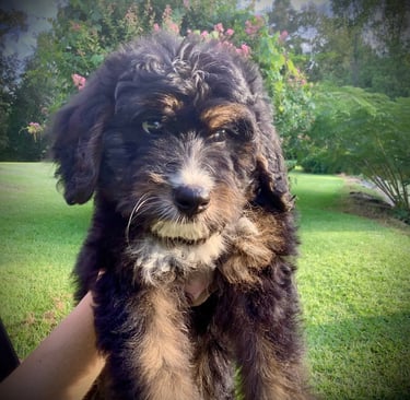 Rolph the Bernedoodle Puppy 