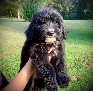 Everet the Bernedoodle Puppy